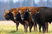 Four Wisent / Bison (Bison bonasus) standing in a row. Bialowieza Forest, Bialowieza National Park, Poland, November.