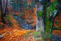 Carpathian forest stream in autumn colors. Bieszczady National Park, the Carpathians, Poland, November 2009.