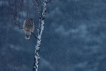 Ural Owl (Strix uralensis) perched. Bieszczady National Park, the Carpathians, Poland, December.