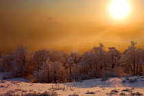 Wintery dusk light over Mount Rozsypaniec. Bieszczady National Park, the Carpathians, Poland, January.