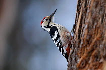 White-backed Woodpecker (Dendrocopos leucotos). Bieszczady National Park, the Carpathians, Poland, February.