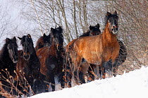 Herd of Carpathian Pony / Hucul (Equus caballus) in snow. Bieszczady National Park, the Carpathians, Poland, March.