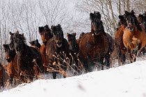 Herd of Carpathian Pony / Hucul (Equus caballus) in snow. Bieszczady National Park, the Carpathians, Poland, March.