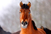 Portrait of a Carpathian Pony / Hucul (Equus caballus). Bieszczady National Park, the Carpathians, Poland, March.