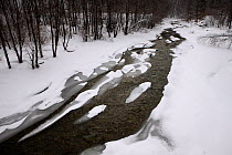 Wolosaty Stream flowing through snowy woodland. Bieszczady National Park, the Carpathians, Poland, March 2010.