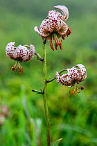 Martagon Lily (Lilium martagon). Polonina Wetlinska, Bieszczady National Park, the Carpathians, Poland, July.