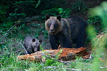 Brown Bear (Ursus arctos) female with cub. Bieszczady National Park, the Carpathians, Poland, July.