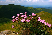 Carthusian Pink (Dianthus carthusianorum) at Kopa Bukowska Peak. Bieszczady National Park, the Carpathians, Poland, July.