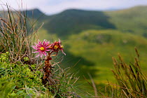 Mountain Web-houseleek (Sempervivum montanum). Krzemien Peak, Bieszczady National Park, the Carpathians, Poland, July.