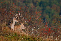 Red Deer (Cervus elaphus) male and female. Bieszczady National Park, the Carpathians, Poland, September.