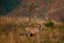 Red Deer (Cervus elaphus) male in the rutting season. Bieszczady National Park, the Carpathians, Poland, September.
