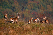 Red Deer (Cervus elaphus) females in the rutting season. Bieszczady National Park, the Carpathians, Poland, September.