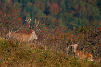 Red Deer (Cervus elaphus) male and female in the rutting season. Bieszczady National Park, the Carpathians, Poland, September.