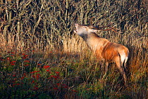 Red Deer (Cervus elaphus) male rutting. Bieszczady National Park, the Carpathians, Poland, September.