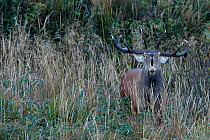 Red Deer (Cervus elaphus) male rutting. Bieszczady National Park, the Carpathians, Poland, September.