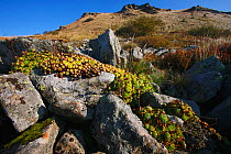 Mountain Web-houseleek (Sempervivum montanum) and Kopa Bukowska Peak. Bieszczady National Park, the Carpathians, Poland, September.