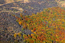Beech (Fagus sylvatica) and Rowan (Sorbus aucuparia) forest. Bieszczady National Park, the Carpathians, Poland, October 2010.