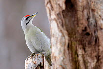 Grey-headed / Grey faced Woodpecker (Picus canus). Bieszczady National Park, the Carpathians, Poland, February.