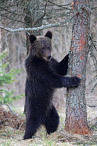 Brown Bear (Ursus arctos) sharpening its claws on a tree. Bieszczady National Park, the Carpathians, Poland, April.