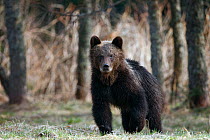 Brown Bear (Ursus arctos) portrait. Bieszczady National Park, the Carpathians, Poland, April.