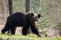 Brown Bear (Ursus arctos) walking. Bieszczady National Park, the Carpathians, Poland, April.