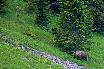 Brown Bear (Ursus arctos) on grassy scree slope. Tatra Mountains National Park, the Carpathians, Poland, June.