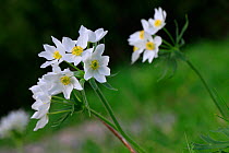 Narcissus Anemone (Anemone narcissiflora) in flower. Tatra Mountains National Park, the Carpathians, Poland, June.