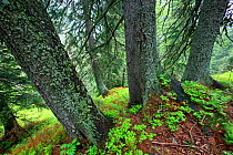 Primeval Spruce Forest (Picea abies). Tatra Mountains National Park, the Carpathians, Poland, June 2011.