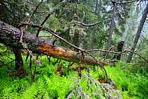 Fallen tree in primeval Spruce Forest (Picea abies). Tatra Mountains National Park, the Carpathians, Poland, June 2011.