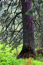 Primeval Spruce Forest (Picea abies). Tatra Mountains National Park, the Carpathians, Poland, June 2011.