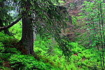 Primeval Spruce Forest (Picea abies). Tatra Mountains National Park, the Carpathians, Poland, June.