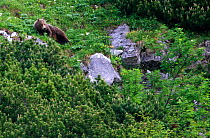 Brown Bear (Ursus arctos) navigating steep slope. Tatra Mountains National Park, the Carpathians, Poland, June.