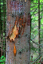Brown Bear (Ursus arctos) claw marks on tree bark. Tatra Mountains National Park, the Carpathians, Poland, June.