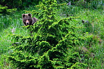Brown Bear (Ursus arctos) behind a tree. Tatra Mountains National Park, the Carpathians, Poland, June.