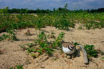Ringed Plover (Charadrius hiaticula) at its nest with eggs. Vistula River Valley, Lublin Region, Poland, June.