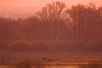 Elk (Alces alces) in misty morning light. Biebrza Marshes, Biebrza National Park, Poland, July.