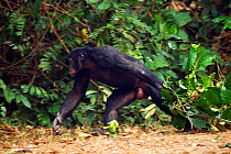Bonobo (Pan paniscus) mature male 'Fizi' aged approx 15 years, displaying by pulling a tree branch along at speed, Lola Ya Bonobo Sanctuary, Democratic Republic of Congo. October.