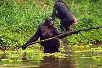 Bonobo (Pan paniscus) female carrying young using a branch to reach food plants in water, Lola Ya Bonobo Sanctuary, Democratic Republic of Congo. October.