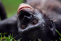 Bonobo (Pan paniscus) female lying on her back, portrait, Lola Ya Bonobo Sanctuary, Democratic Republic of Congo. October.