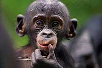 Bonobo (Pan paniscus) baby aged 9-12 months, portrait, Lola Ya Bonobo Sanctuary, Democratic Republic of Congo. October.