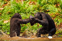 Bonobo (Pan paniscus) two play fighting in water, Lola Ya Bonobo Sanctuary, Democratic Republic of Congo. October.