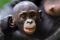 Bonobo (Pan paniscus) baby aged 9-12 months, portrait, Lola Ya Bonobo Sanctuary, Democratic Republic of Congo. October.