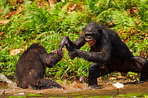 Bonobo (Pan paniscus) two play fighting in water, Lola Ya Bonobo Sanctuary, Democratic Republic of Congo. October.