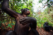 Bonobo (Pan paniscus) young male 'Api' aged 13 years sitting looking thoughtful, Lola Ya Bonobo Sanctuary, Democratic Republic of Congo. October.