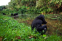 Bonobo (Pan paniscus) feeding at the edge of lake, Lola Ya Bonobo Sanctuary, Democratic Republic of Congo. October.