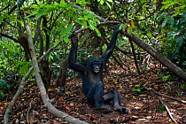 Bonobo (Pan paniscus) adolescent female 'Mwanda' sitting on the forest floor, Lola Ya Bonobo Sanctuary, Democratic Republic of Congo. October.