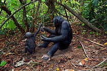 Bonobo (Pan paniscus) mature male 'Tembo' sitting under a tree playing with male baby 'Bomango' aged 10 months, Lola Ya Bonobo Sanctuary, Democratic Republic of Congo. October.