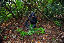 Bonobo (Pan paniscus) mature male 'Tembo' sitting under a tree arranging some branches around him, Lola Ya Bonobo Sanctuary, Democratic Republic of Congo. October.