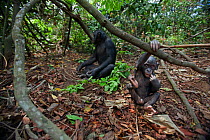 Bonobo (Pan paniscus) male baby 'Bomango' aged 10 months sitting with mature male 'Tembo' aged 17 years in the background, Lola Ya Bonobo Sanctuary, Democratic Republic of Congo. October.