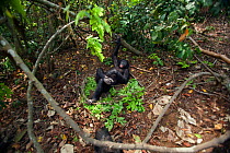 Bonobo (Pan paniscus) looking down on mature male 'Tembo' lying on the forest floor, Lola Ya Bonobo Sanctuary, Democratic Republic of Congo. October.